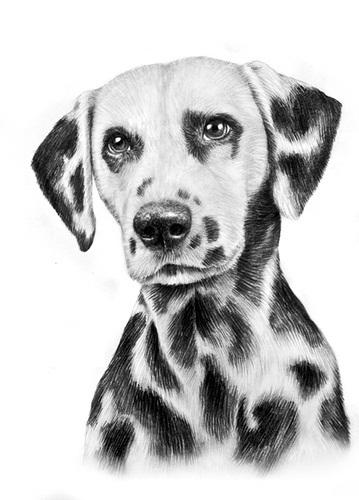 dalmatian firehouse dog coloring pages - photo #23