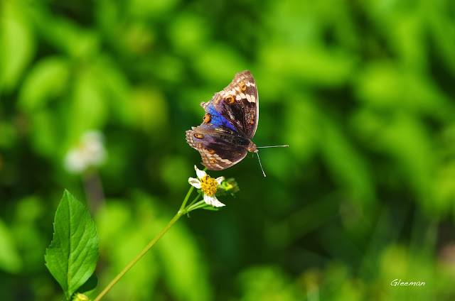 雞南山的青眼蛺蝶