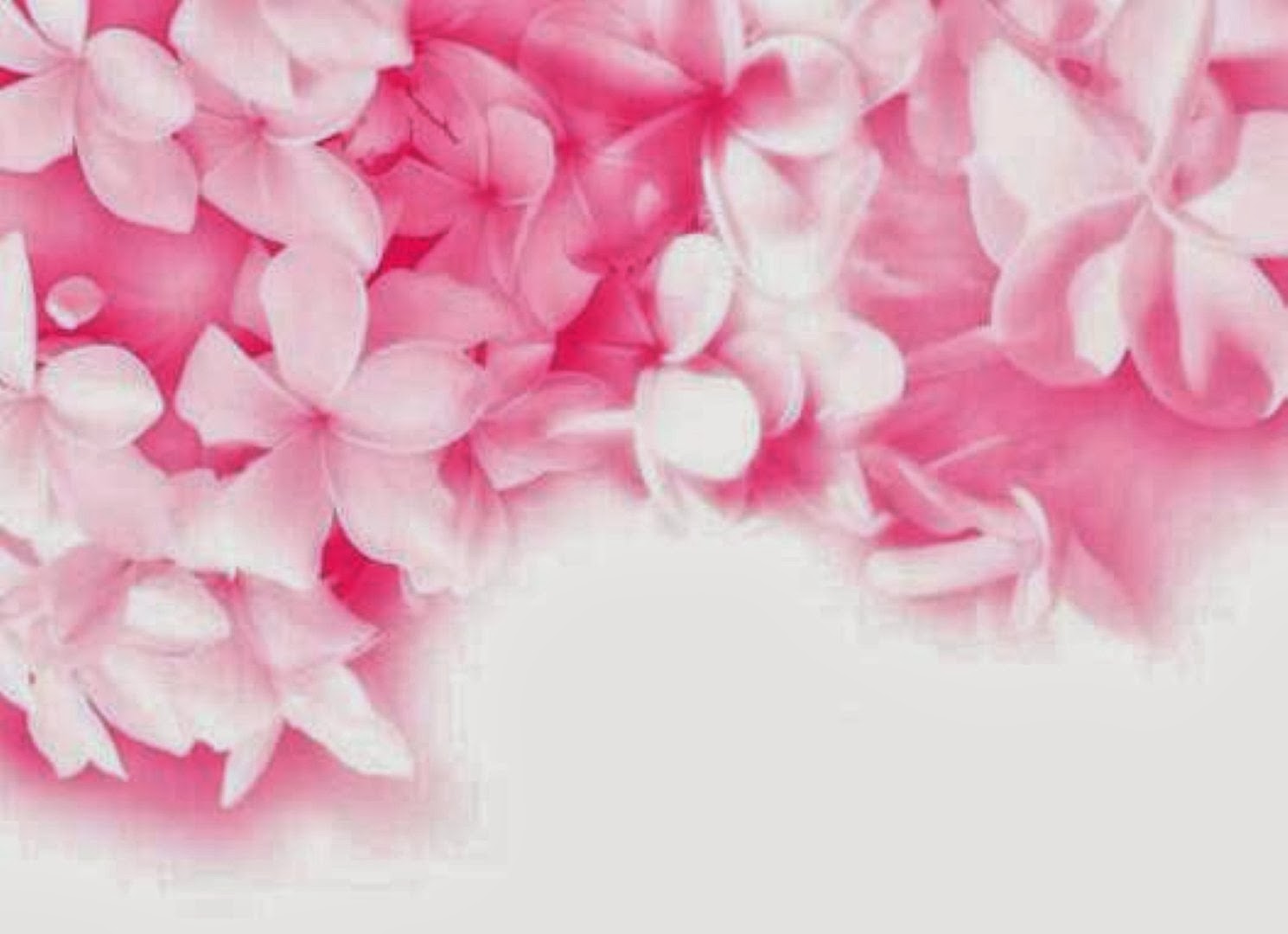 Hot Pink Flower Background | HD Wallpapers