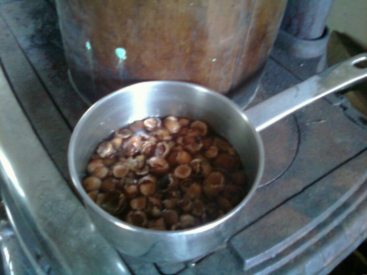 NOW what's she up to!? The magic elixir... Acorn Tannin Water!