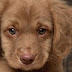 Bretagne: Huit chiots abandonnés dans un sac poubelle au bord d'une route