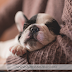 Como preparar um ensaio Newborn Pet?