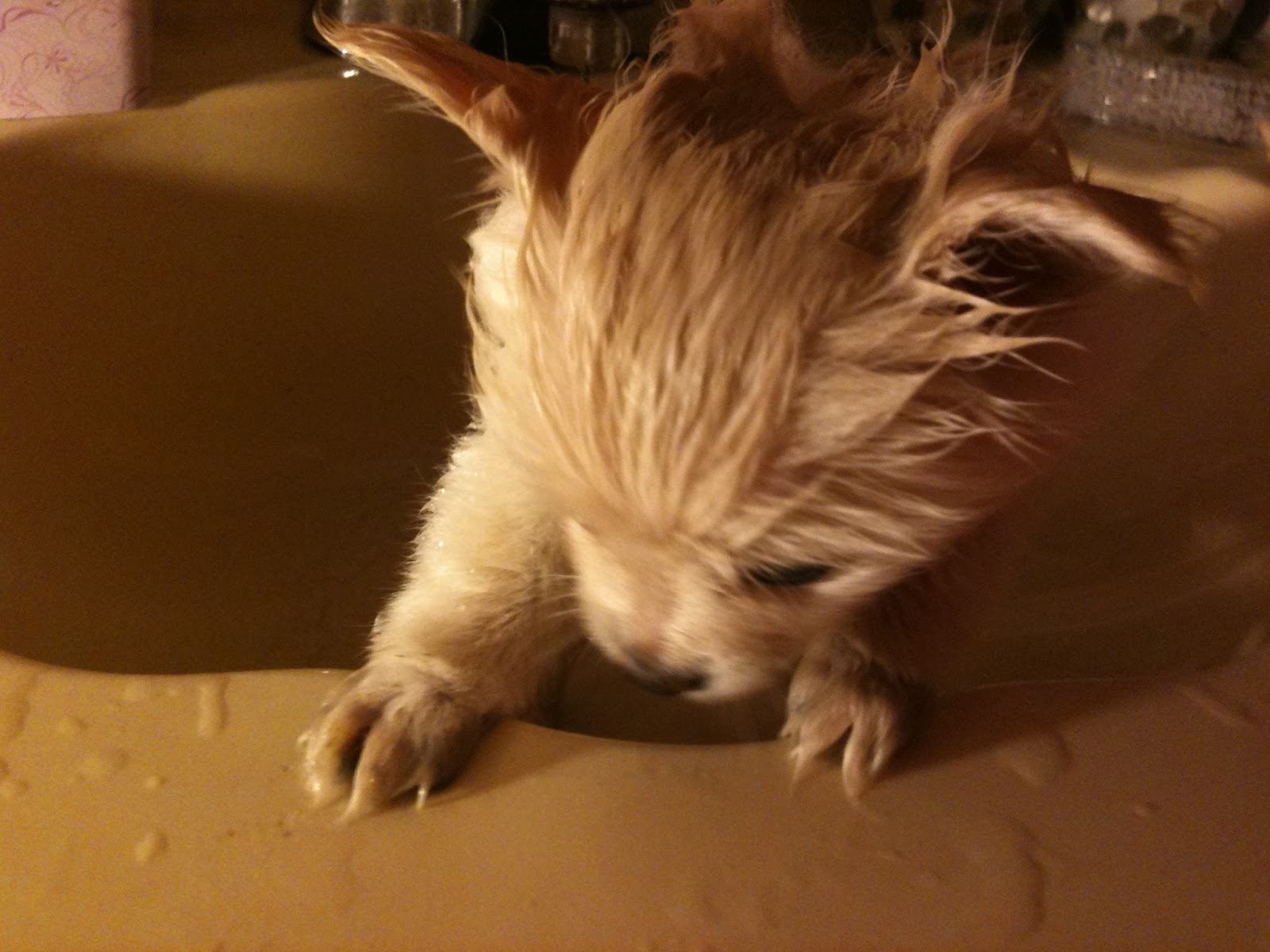 Fluffy Pomeranians The puppies had their First Bath