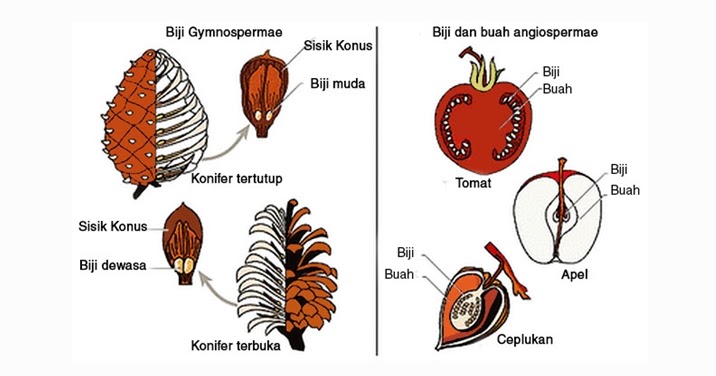 Tumbuhan Berbiji Terbuka