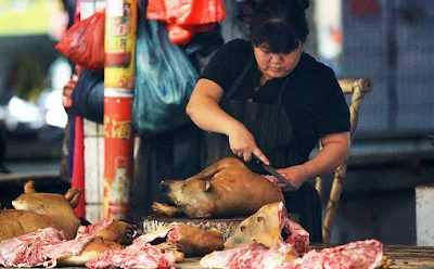 Alasan Daging Anjing Haram - berbagaireviews.com