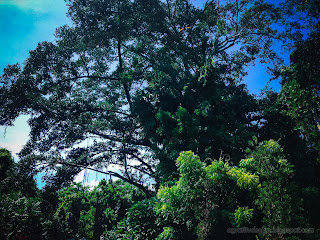 Natural Old Big Tree In The Park At Tangguwisia Village, North Bali, Indonesia