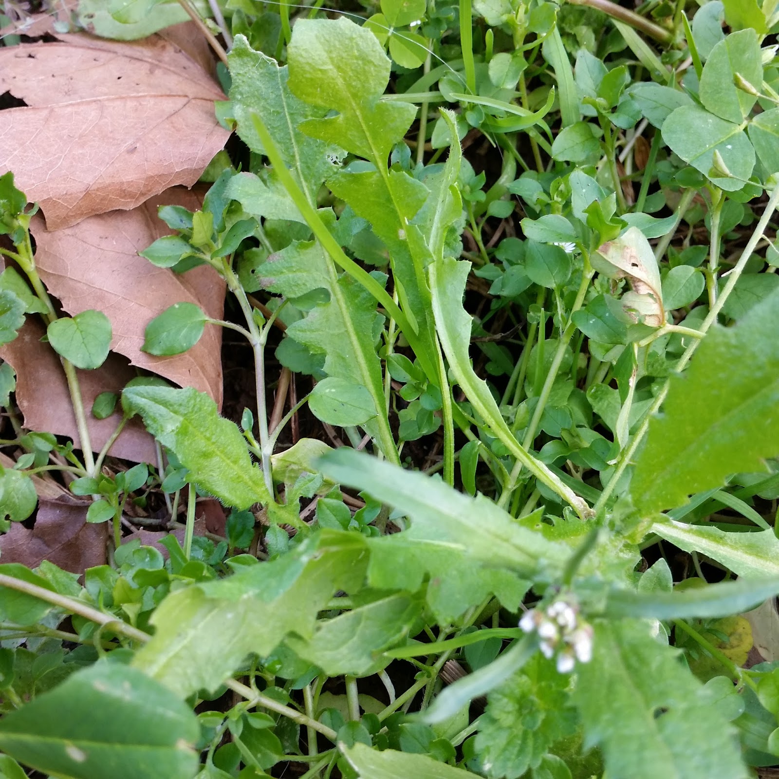 Soil Beneath my Fingers Edible Weeds Plant Identification