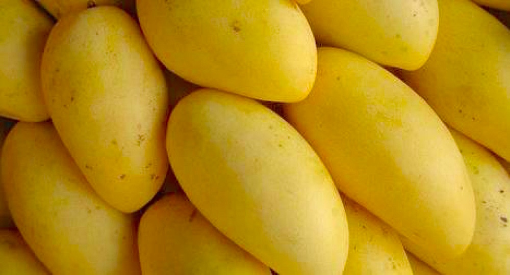 WORLD'S SWEETEST MANGO AND SWEETEST FRUIT PHILIPPINE CARABAO MANGO