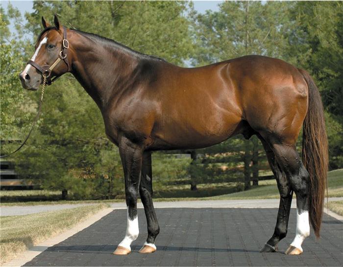 Springstone Horses When They Say a Sire "Stamps" His Progeny