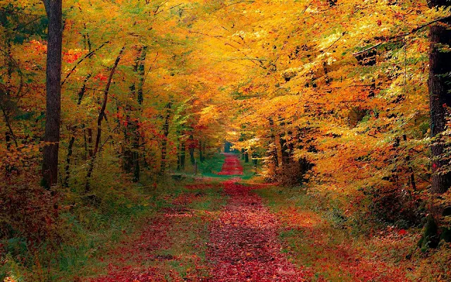 Bomen met herfstbladeren langs een pad