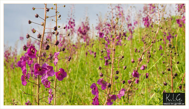 Violette Koenigskerze (Verbasum phoeniceum)