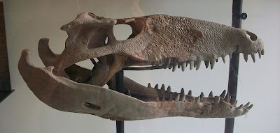 Sebecus skull