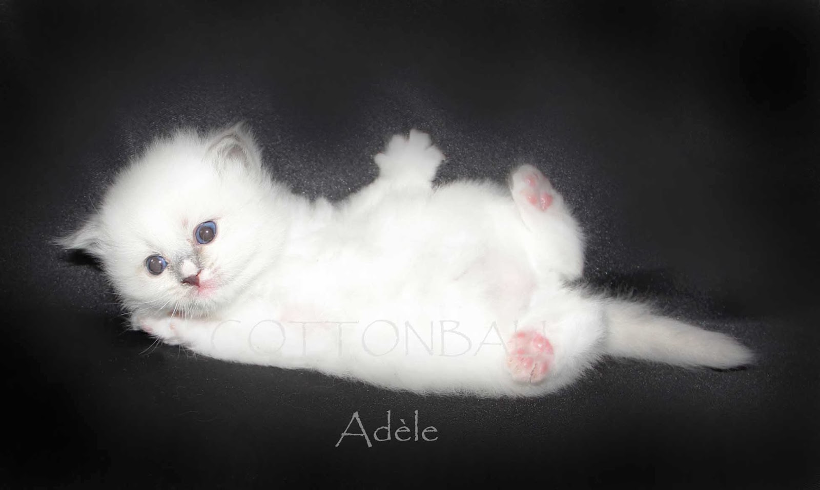 blue mitted with blaze ragdoll remale