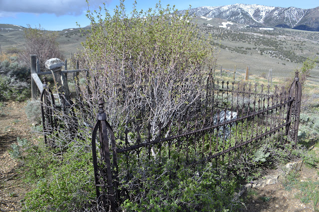 big bushes wihin the fencing