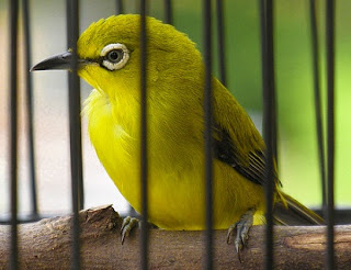 cara-merawat-burung-pleci-biar-cepat-gacor,agar-gacor,agar-gacor-di-lapangan,pentet-biar-gacor-terus,makanan-cepat-gacor,gacor-dan-jinak,biar-gacor-ngeplong,gacor-teler, cara-merawat-burung-pleci-biar-cepat-gacor,agar-gacor,agar-gacor-di-lapangan,pentet-biar-gacor-terus,makanan-cepat-gacor,gacor-dan-jinak,biar-gacor-ngeplong,gacor-teler,