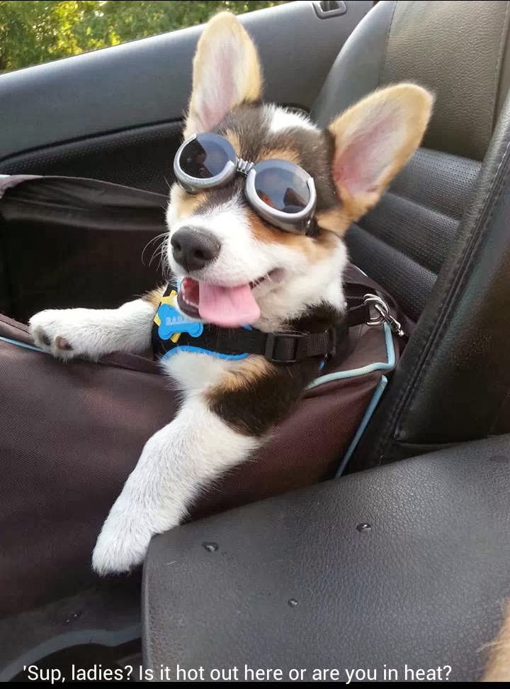 Cute dogs - part 8 (50 pics), cute husky puppy wears goggle