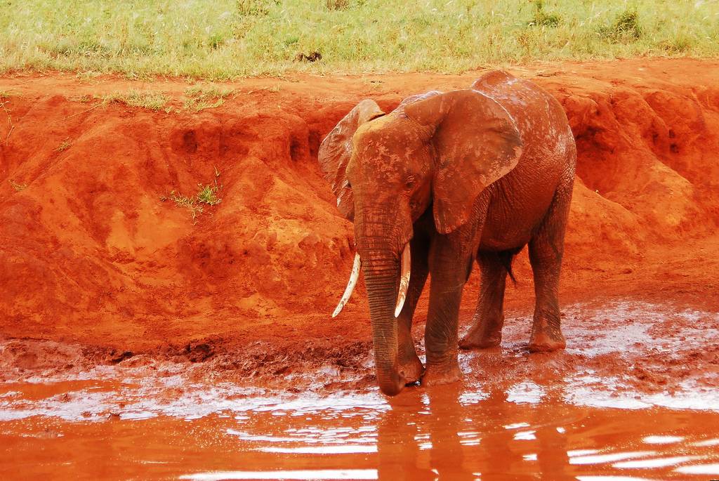 The Red Elephants of Kenya The Ark In Space