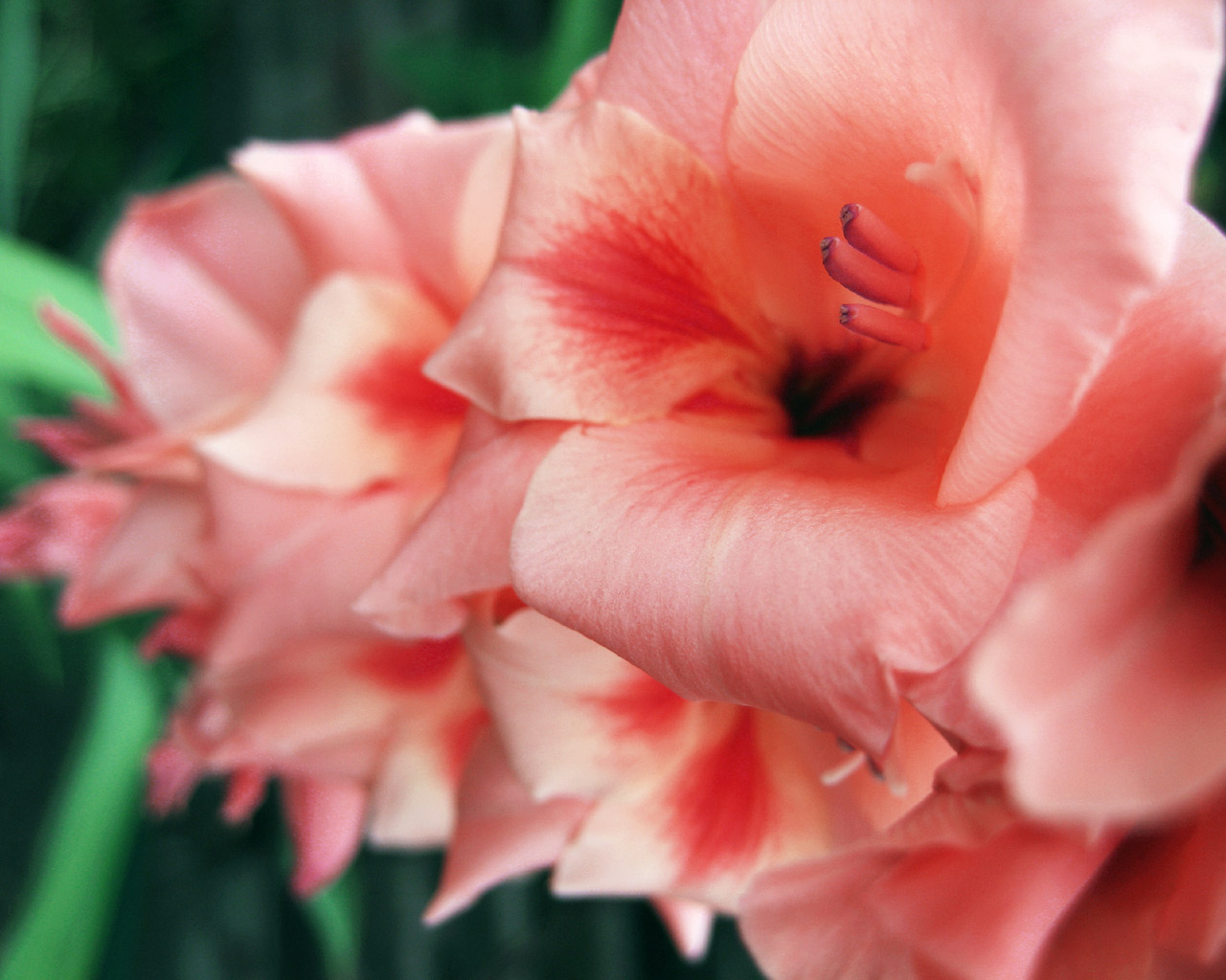 Gladiolus Flower Wallpaper Gladiolus Flower Wallpaper