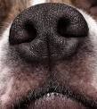 El olfato en los perros El olfato en los perros