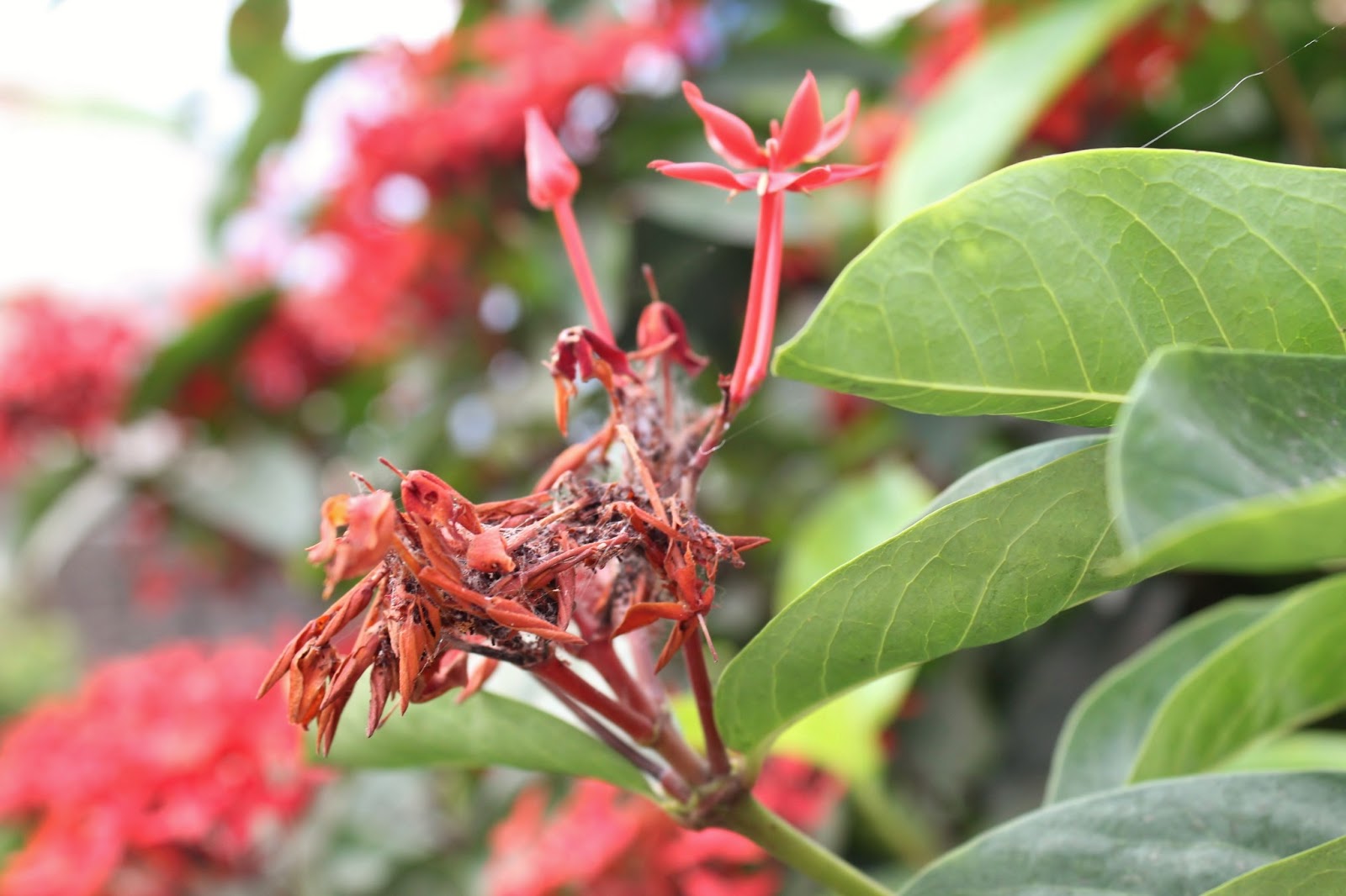 বাড়ি