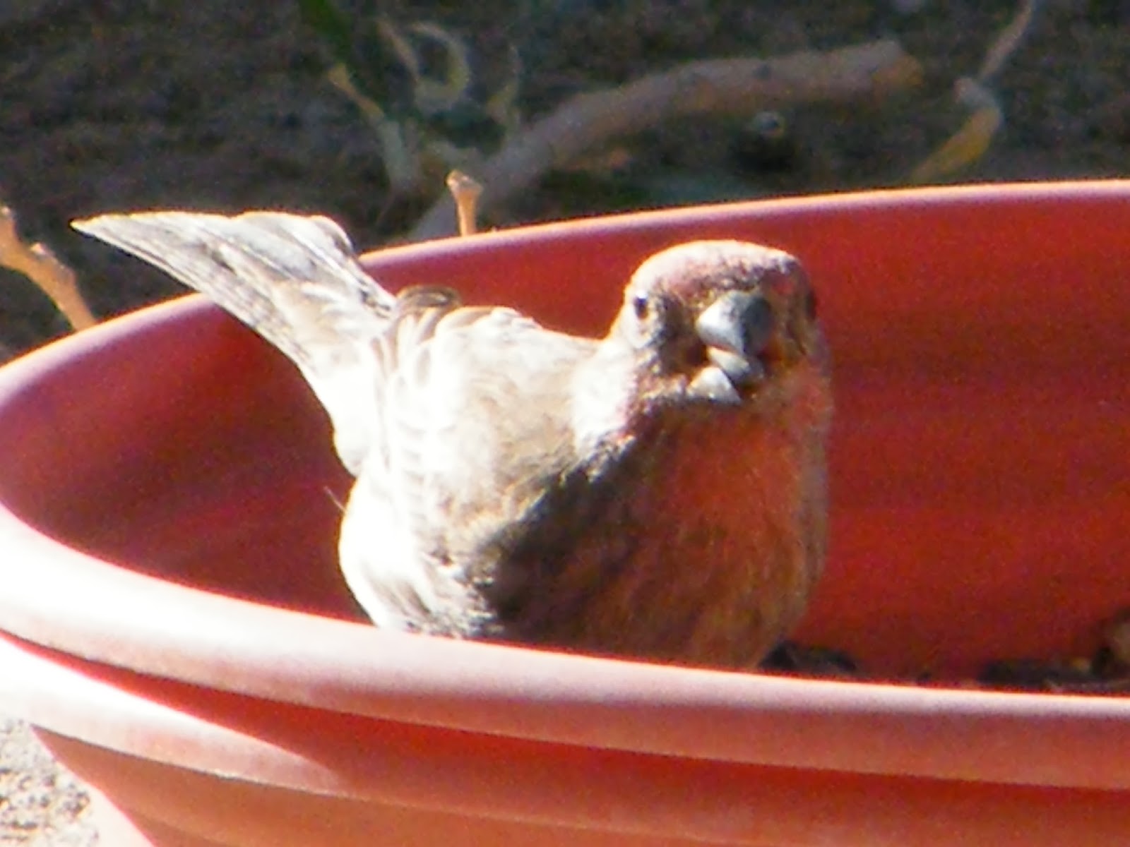 Toys and Stuff Las Vegas NV ,Birds on Patio