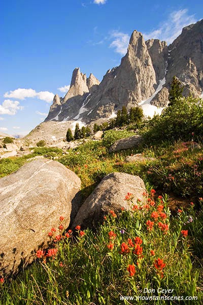Warrior Peak above paintbrush in Cirque of the Towers, Wind River Range, Wyoming, USA.