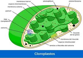 Cloroplastos
