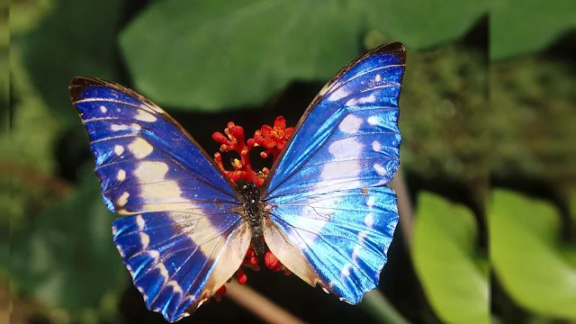Foto mooie blauw witte vlinder