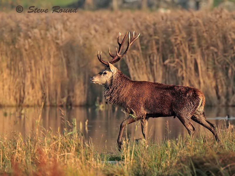 Red Deer, mammal, animal, stag, rutting