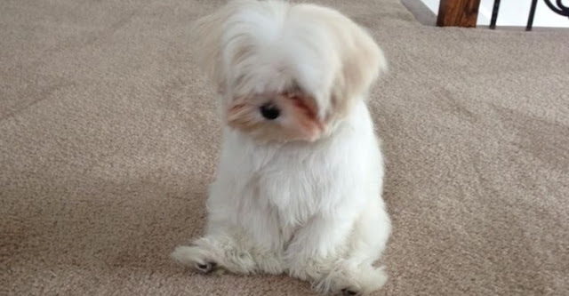 Cuidado: atitudes que podem deixar o seu shih tzu infeliz
