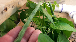 walkthrough aquaponics dad growing plants episode without support blogthis email