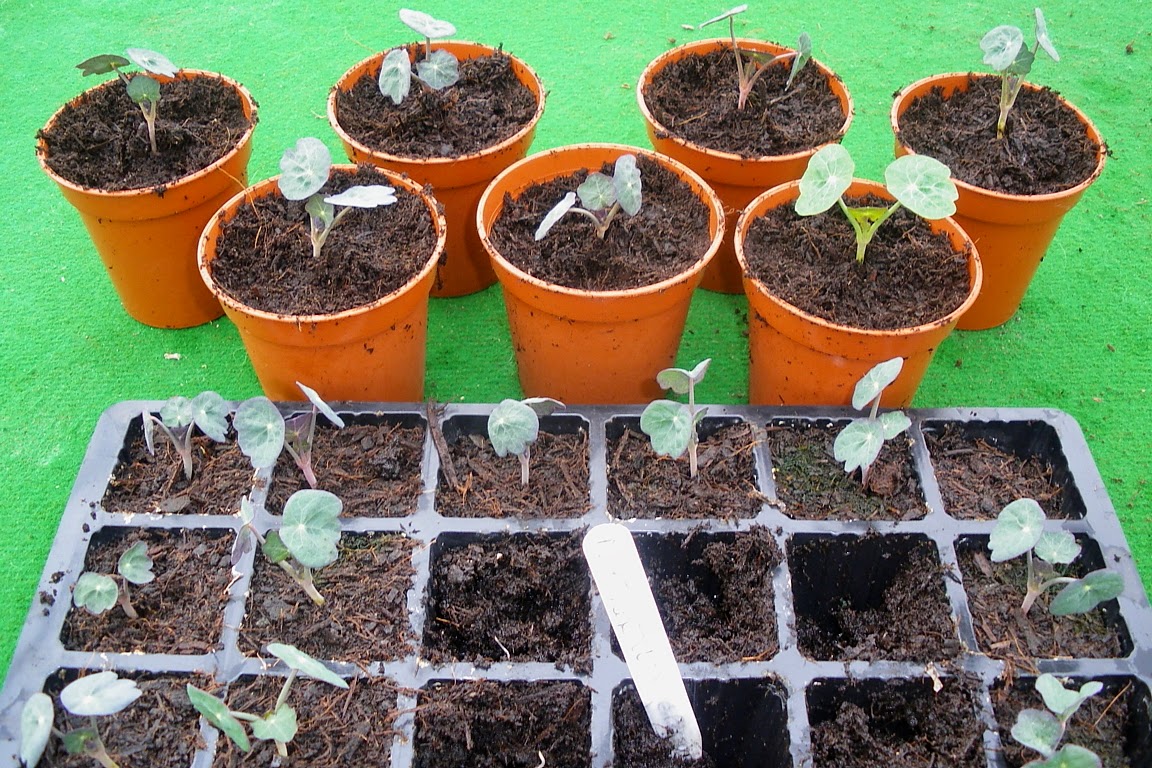 to the Green Heart Dens blog page....... Repotting nasturtium