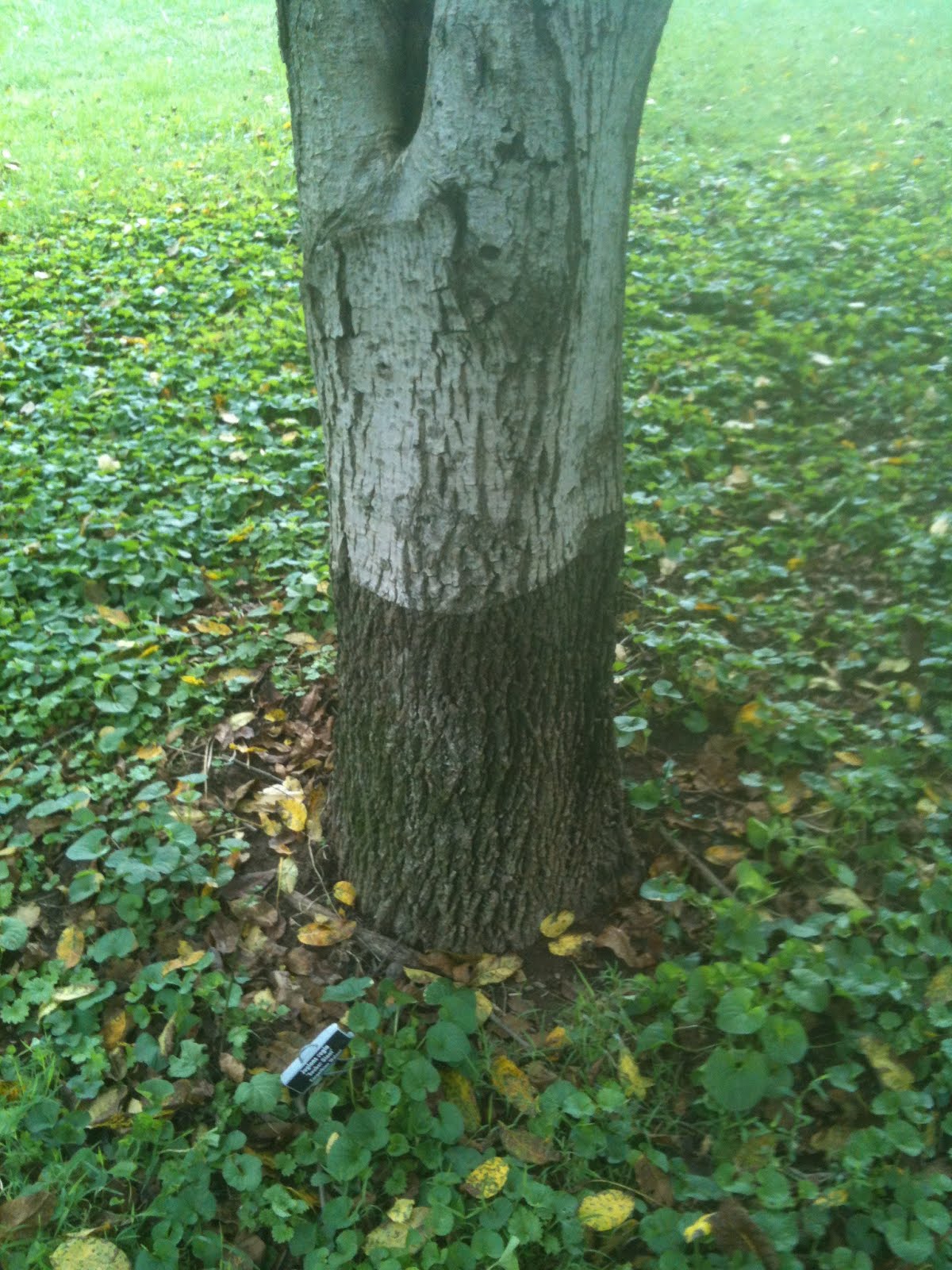 CORN AND BEANS AND NAPLES/ONE FARMERS ROTATION 343 Grafted Nut trees