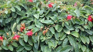 Jual tanaman rambat passiflora merah/ bunga merah ( red passion flower) | supplier tanaman