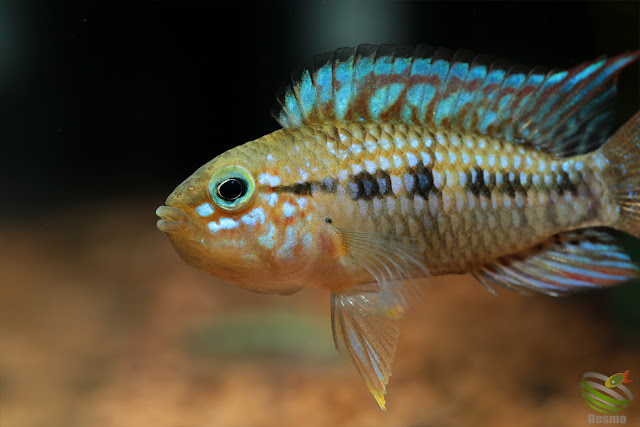 F1 Apistogramma ortegai(sp. pebas)