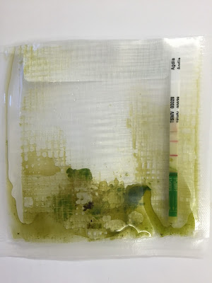 A plastic sample bag with a crushed up chile peper leaf and an indicator stick showing the leaf sample is infected with a virus A plastic sample bag with a crushed up chile peper leaf and an indicator stick showing the leaf sample is infected with a virus