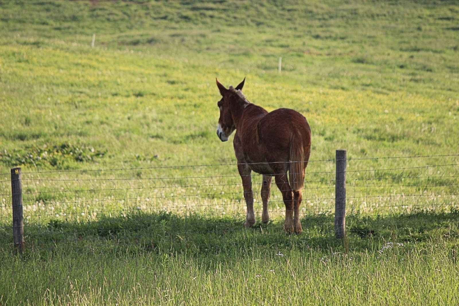 Horses And Mules Amish Country