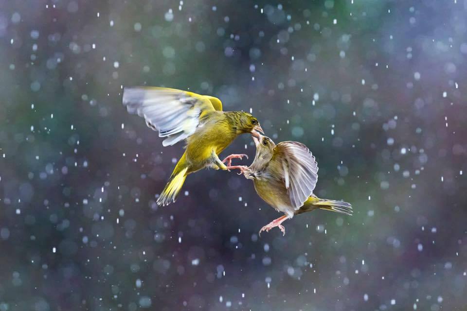 Rain animals. Птица под дождем. Птица под ливнем. Две влюбленные птицы в полете. Птичка в дождь.
