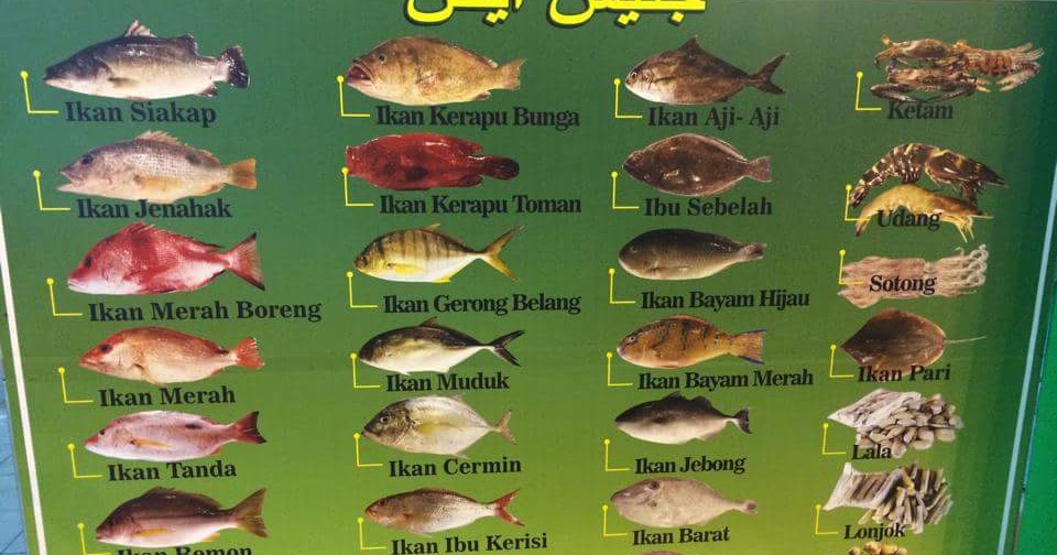 Semua Jenis Ikan Laut Malaysia - malaynali