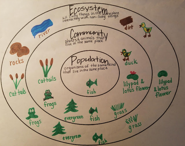 The Third Grade Learning Spot Animal Antics and More!