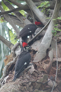 Woodpeckers Woodpeckers