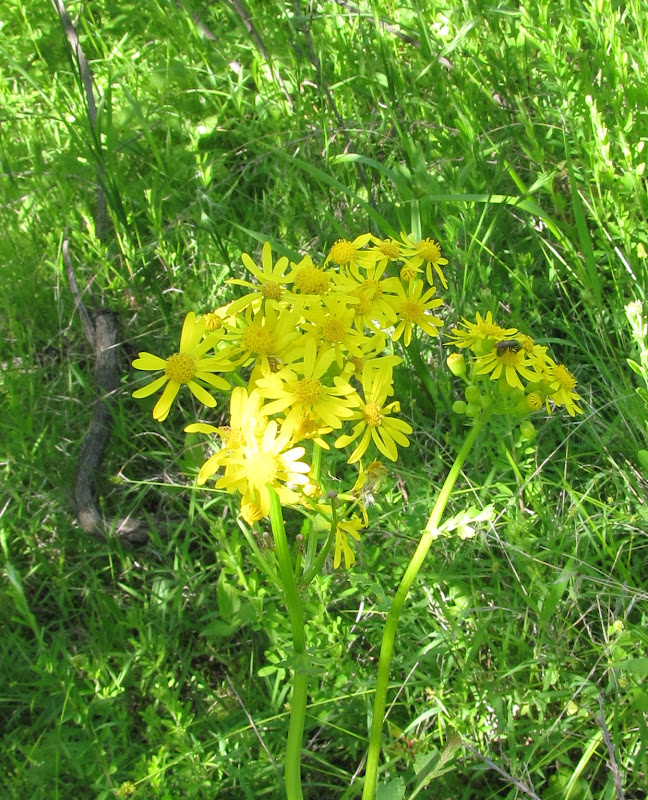 Banjo52 Ben and Joy's, Mt. Sterling, Ohio, near Deer Creek State Park
