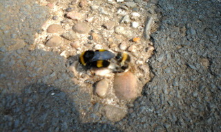 Mating bumble bees