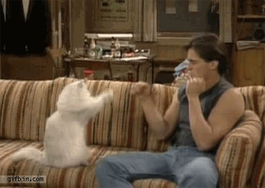 joey+cat+fight+gif.gif