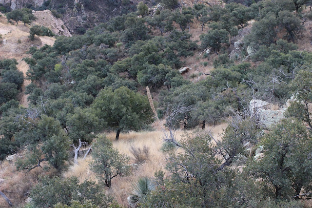 Guided%2BCoues%2BDeer%2BHunts%2Bin%2BSonora%2BMexico%2Bwith%2BJay%2BScott%2Band%2BDarr%2BColburn%2BDIY%2Band%2BFully%2BOutfitted%2B15.JPG