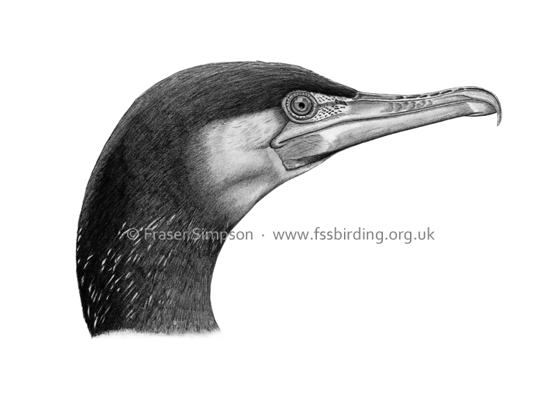 Fraser's Birding Blog Cormorant drawing