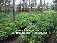 Lakukan Peremajaan Perkebunan Karet, Produktiftas Meningkat 30 Persen!