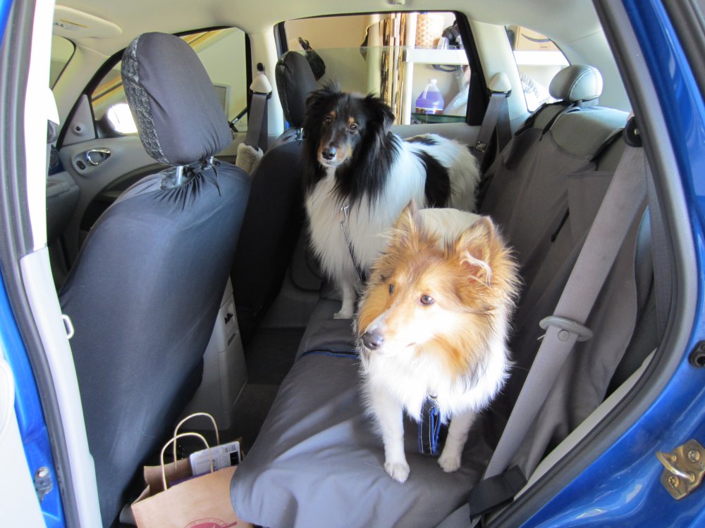 Cowspotdog Product Review Friday Bamboo Quick Control Leash + Seat