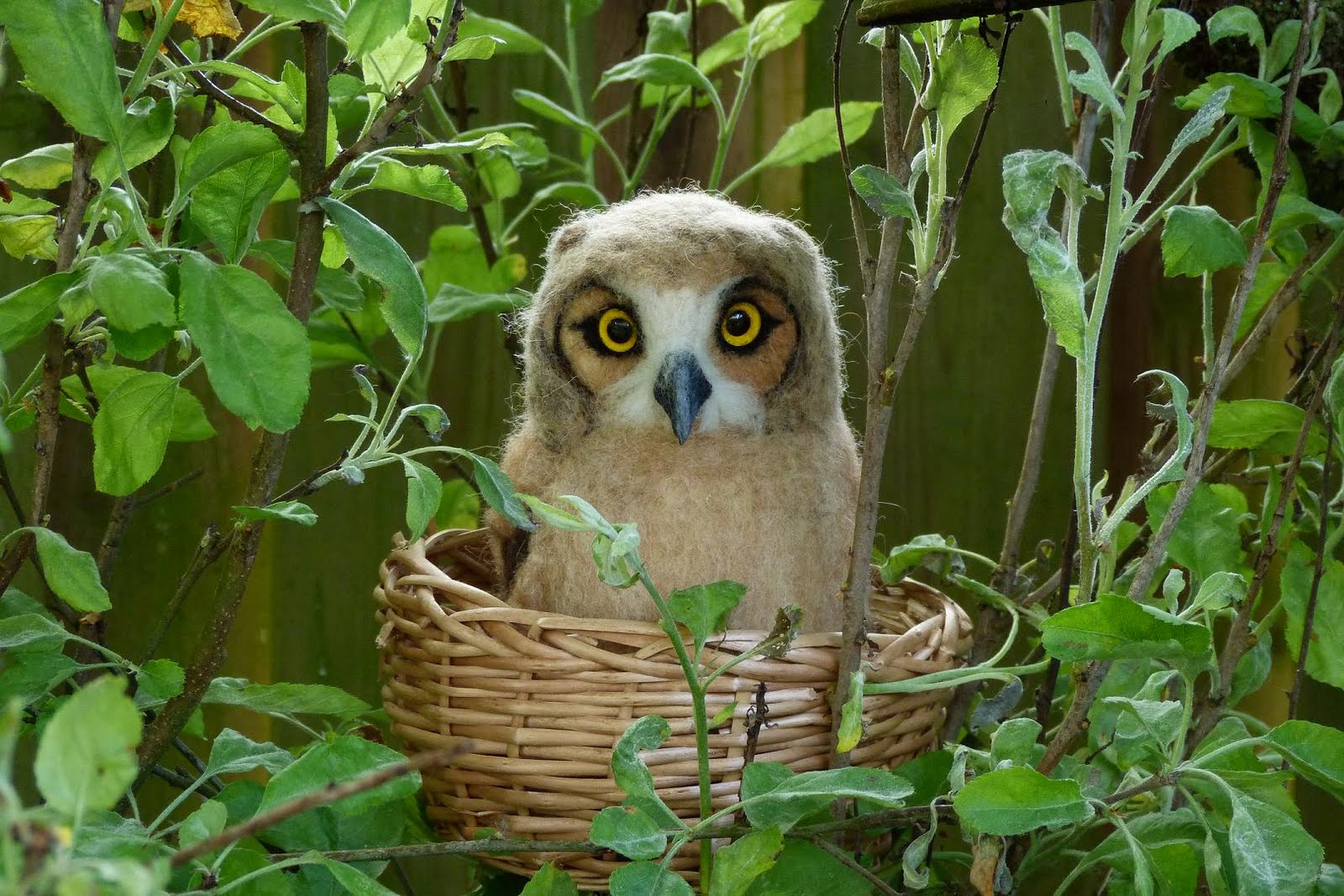 Great Horned Owl Baby Growth And Development