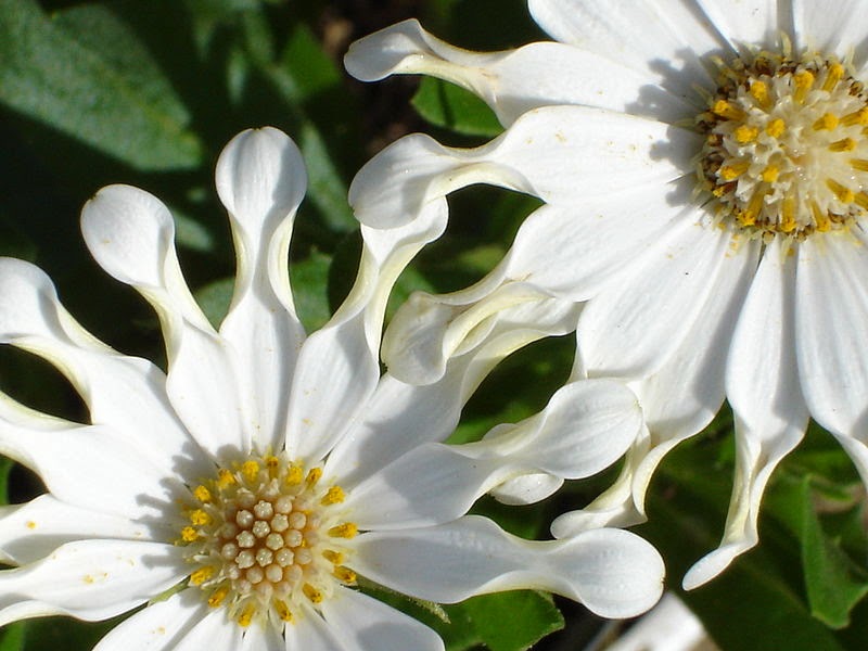 HOW TO GROW OSTEOSPERMUM FROM SEED The Garden of Eaden